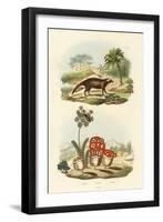 Civet, 1833-39-null-Framed Giclee Print