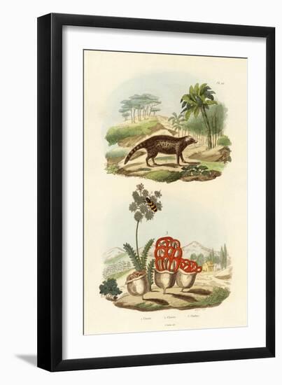 Civet, 1833-39-null-Framed Giclee Print
