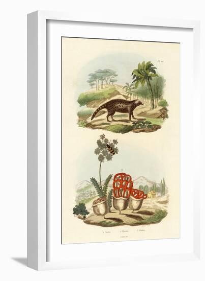 Civet, 1833-39-null-Framed Giclee Print