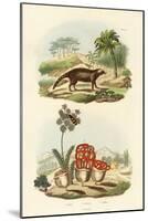 Civet, 1833-39-null-Mounted Giclee Print