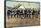 Civil War Soldiers Posing at Encampment-Mathew B. Brady Studio-Framed Stretched Canvas