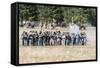 Civil War Soldiers Shooting -Re-Enactment-Sheila Haddad-Framed Stretched Canvas