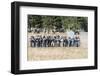 Civil War Soldiers Shooting -Re-Enactment-Sheila Haddad-Framed Photographic Print