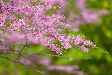 Cherry Blossoms-ckchiu-Framed Photographic Print