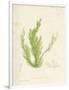 Cladophora laetivirens-Henry Bradbury-Framed Giclee Print