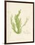 Cladophora laetivirens-Henry Bradbury-Framed Giclee Print