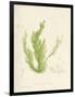 Cladophora laetivirens-Henry Bradbury-Framed Giclee Print