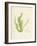 Cladophora laetivirens-Henry Bradbury-Framed Giclee Print