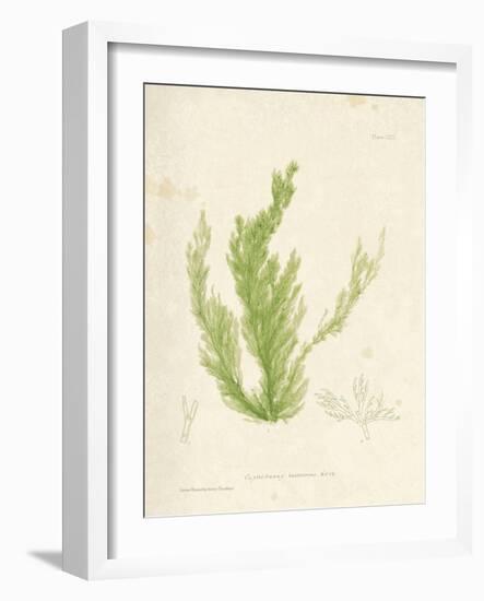 Cladophora laetivirens-Henry Bradbury-Framed Giclee Print