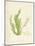 Cladophora laetivirens-Henry Bradbury-Mounted Giclee Print