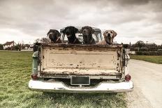 Labradors in a Vintage Truck-claire norman-Laminated Photographic Print