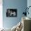 Claire Shorrock Giving Ice Cream Party with Pet Dog and Raccoon-null-Photographic Print displayed on a wall