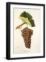 Clairette Rose Grape-J. Troncy-Framed Giclee Print