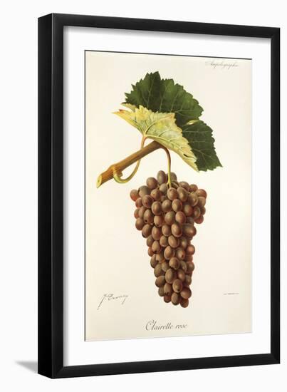 Clairette Rose Grape-J. Troncy-Framed Giclee Print