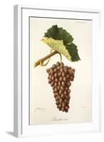 Clairette Rose Grape-J. Troncy-Framed Giclee Print