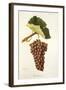 Clairette Rose Grape-J. Troncy-Framed Giclee Print