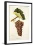 Clairette Rose Grape-J. Troncy-Framed Giclee Print