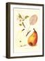 Clairgeaus Pears-null-Framed Art Print