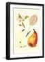 Clairgeaus Pears-null-Framed Art Print