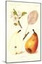 Clairgeaus Pears-null-Mounted Art Print