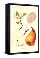Clairgeaus Pears-null-Framed Stretched Canvas