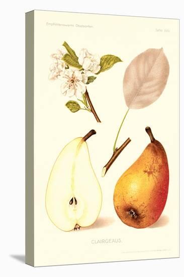 Clairgeaus Pears-null-Stretched Canvas