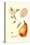 Clairgeaus Pears-null-Stretched Canvas
