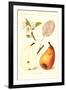 Clairgeaus Pears-null-Framed Art Print