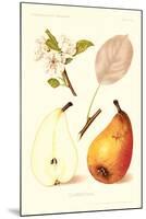 Clairgeaus Pears-null-Mounted Art Print