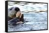 Clam Bake Otter Style-Latitude 59 LLP-Framed Stretched Canvas