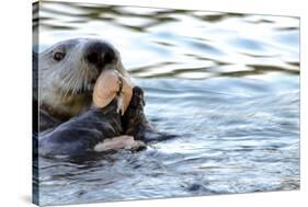 Clam Bake Otter Style-Latitude 59 LLP-Stretched Canvas