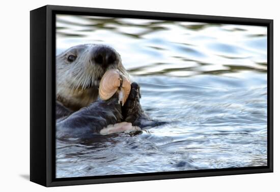 Clam Bake Otter Style-Latitude 59 LLP-Framed Stretched Canvas