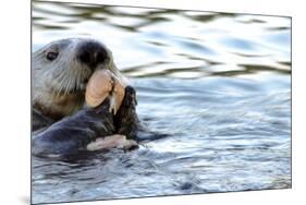 Clam Bake Otter Style-Latitude 59 LLP-Mounted Photographic Print