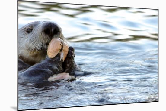 Clam Bake Otter Style-Latitude 59 LLP-Mounted Photographic Print