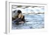 Clam Bake Otter Style-Latitude 59 LLP-Framed Photographic Print