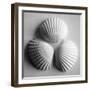 Clam Sea Shell-John Harper-Framed Giclee Print