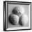 Clam Sea Shell-John Harper-Framed Giclee Print