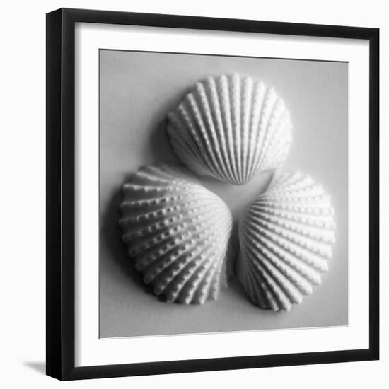 Clam Sea Shell-John Harper-Framed Giclee Print