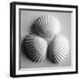 Clam Sea Shell-John Harper-Framed Giclee Print