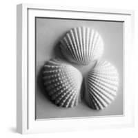 Clam Sea Shell-John Harper-Framed Giclee Print