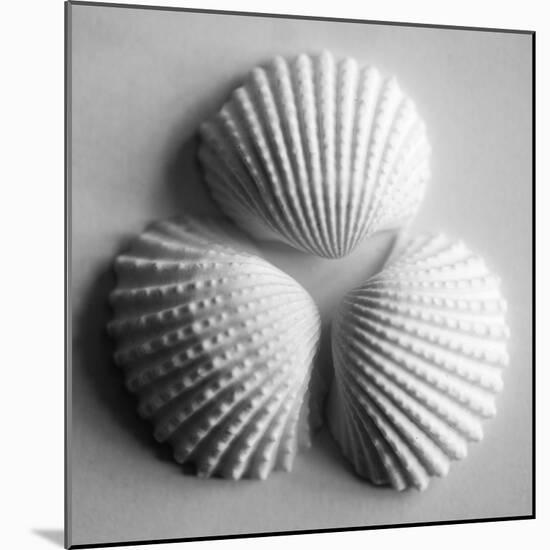 Clam Sea Shell-John Harper-Mounted Giclee Print