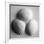 Clam Sea Shell-John Harper-Framed Giclee Print