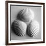 Clam Sea Shell-John Harper-Framed Giclee Print