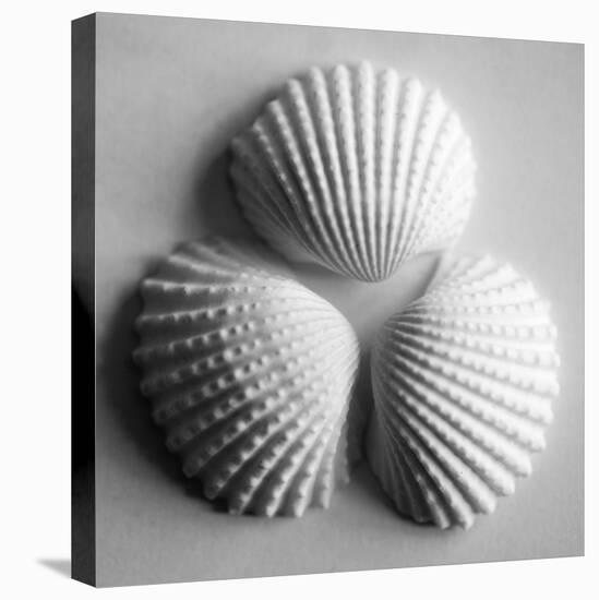 Clam Sea Shell-John Harper-Stretched Canvas