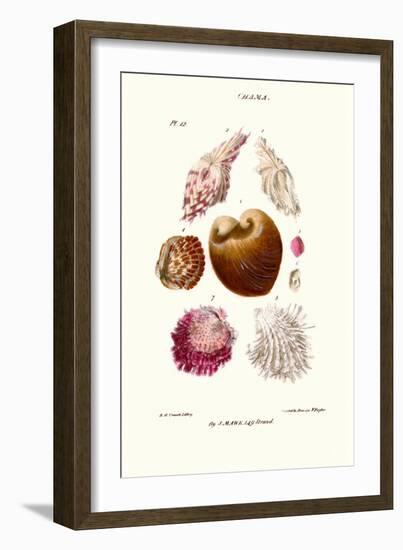 Clam Shell-John Mawe-Framed Art Print