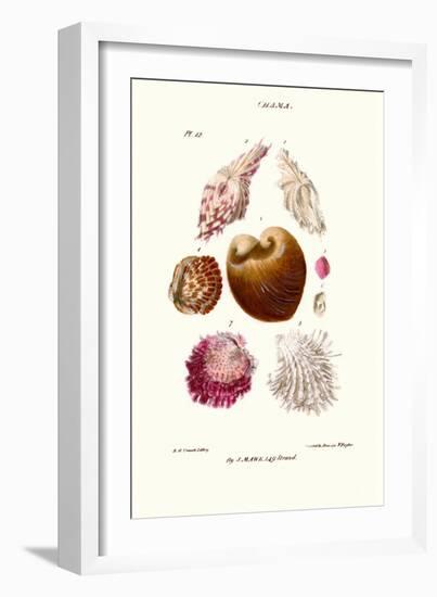 Clam Shell-John Mawe-Framed Art Print