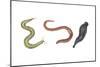 Clam Worm, Earthworm, Leech, Annelids, Invertebrates-Encyclopaedia Britannica-Mounted Poster