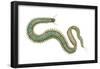 Clam Worm (Nereis Limnicola), Rag Worm, Annelids, Invertebrates-Encyclopaedia Britannica-Framed Poster