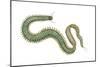 Clam Worm (Nereis Limnicola), Rag Worm, Annelids, Invertebrates-Encyclopaedia Britannica-Mounted Poster