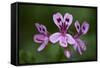 Clammy Crane's Bill, (Pelargonium Glutinosum) Flowers, Madeira, March 2009-Radisics-Framed Stretched Canvas